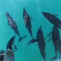 23 Dolphins at Kaikoura 1